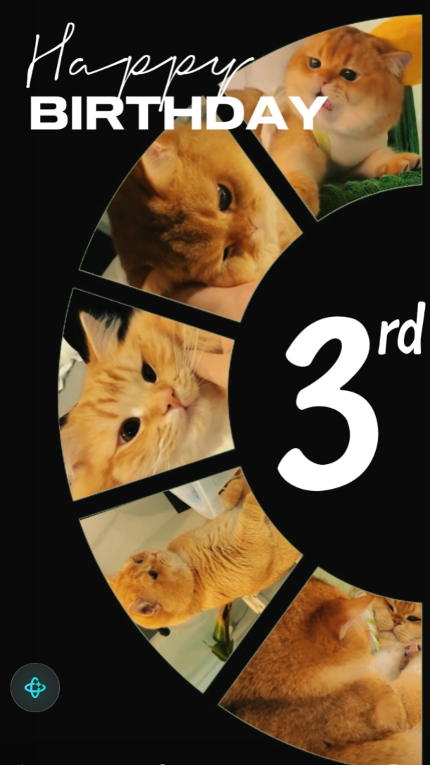 CAT BIRTHDAY