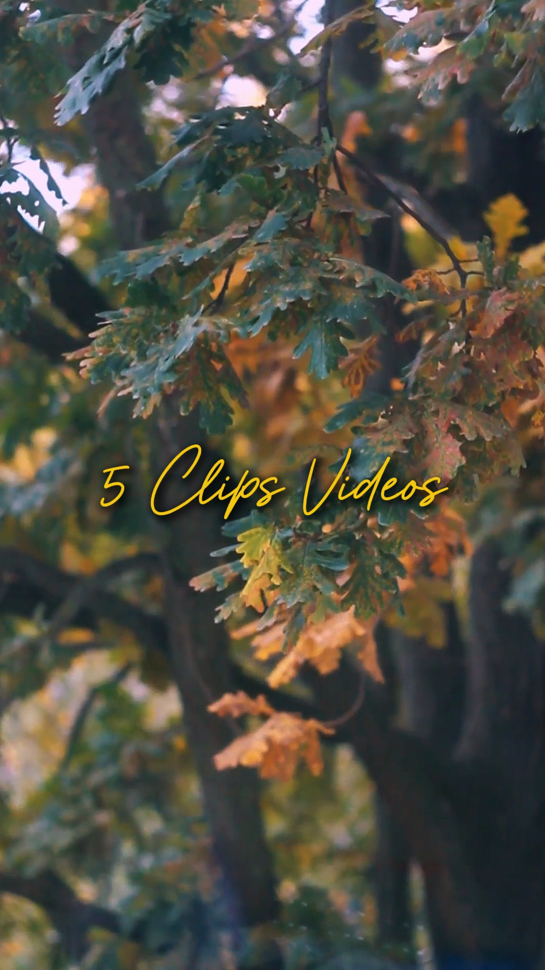 Cinematográfico 5 Vídeos