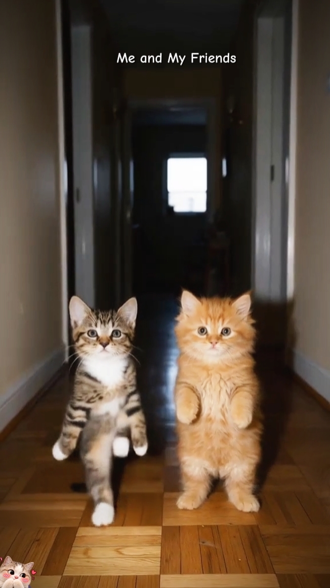 Tren Kucing 