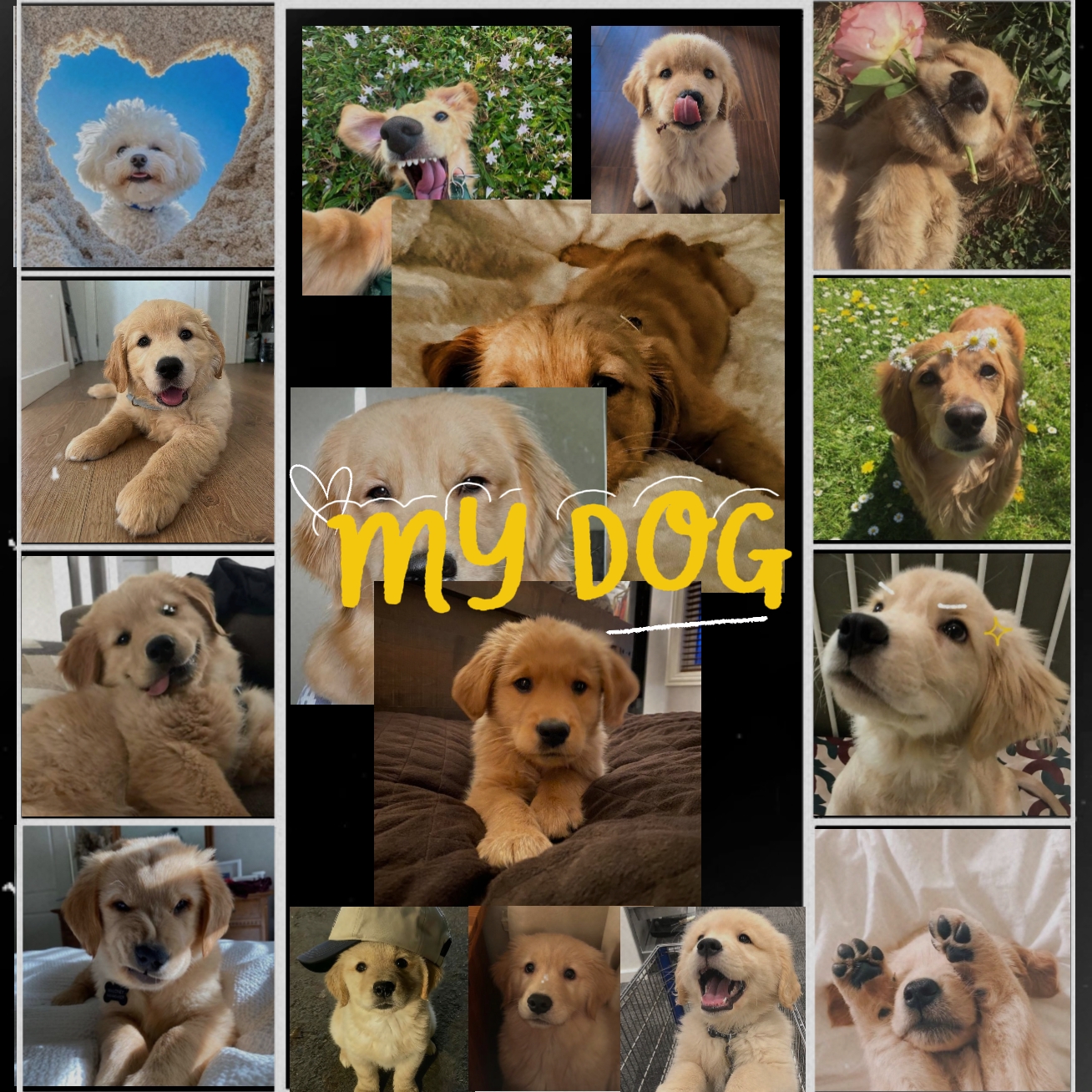 My Dog