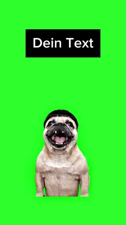 Mops dreht durch