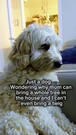 Dog template 