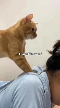 "I don't like cats"