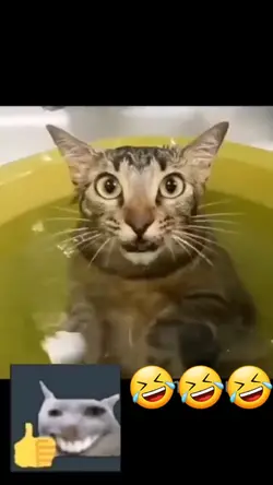Memes Cat cute