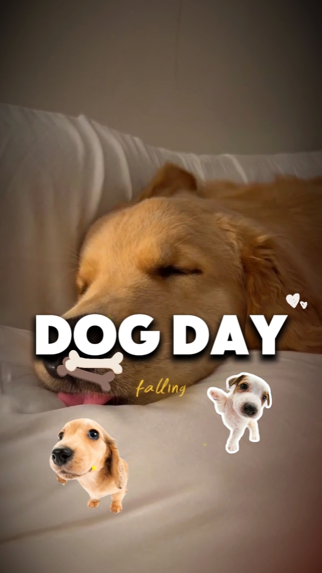 Día nacional del perro