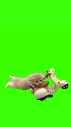 kucing freestyle