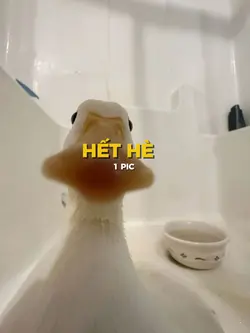 MẪU 1 PIC 