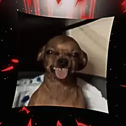 Silly dog funk