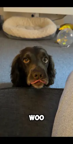 Begging dog