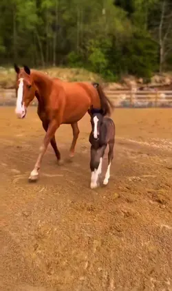 Cute foal & mum