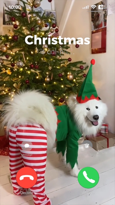 Animal de Noël