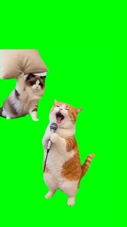 CAT SING MEME