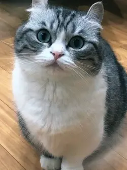 Mimimimi Beat Sync