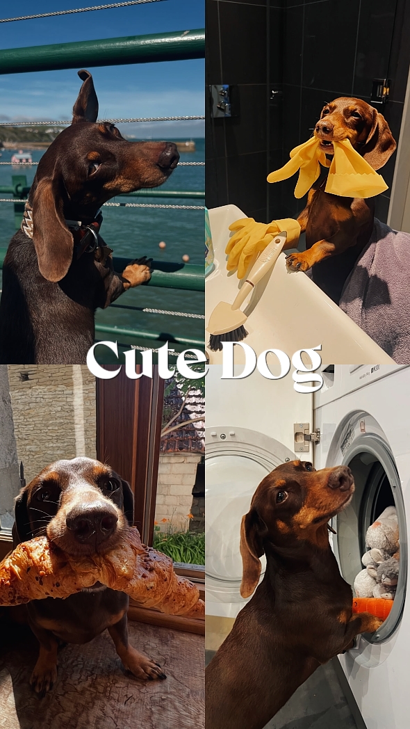 CUTE DOG