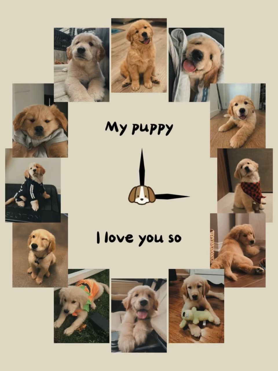 köpeğim 🐶