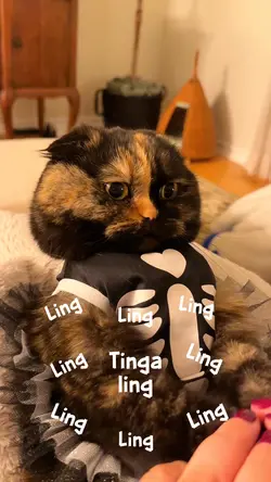Tinga ling kitty/cat