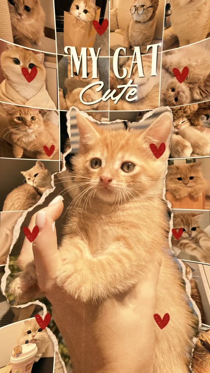 My Cat cute 