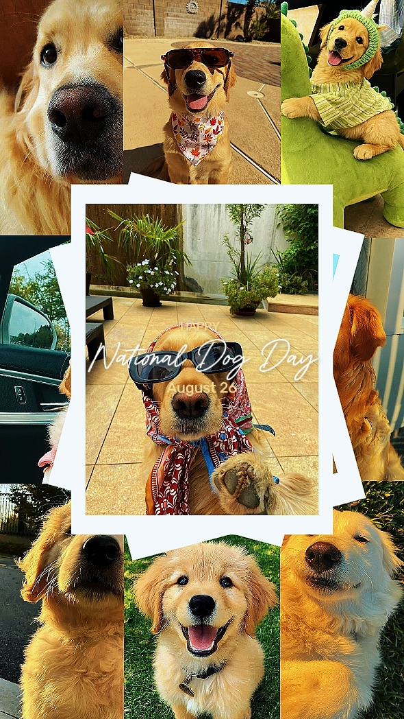 Nationaler Tag des Hundes 