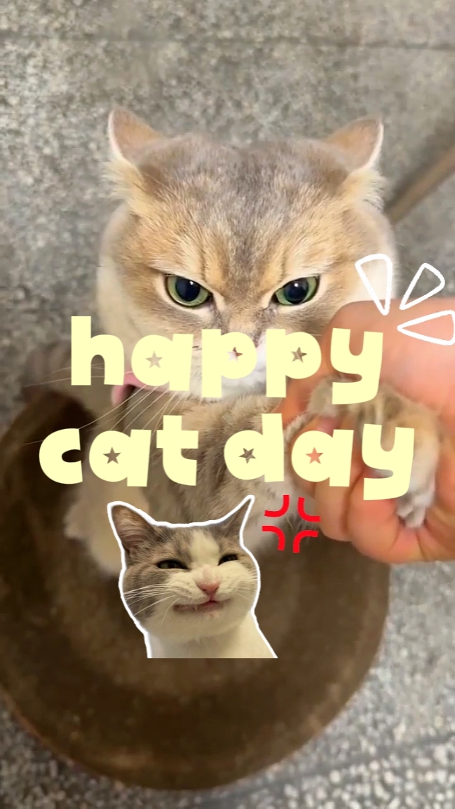 hari kucing