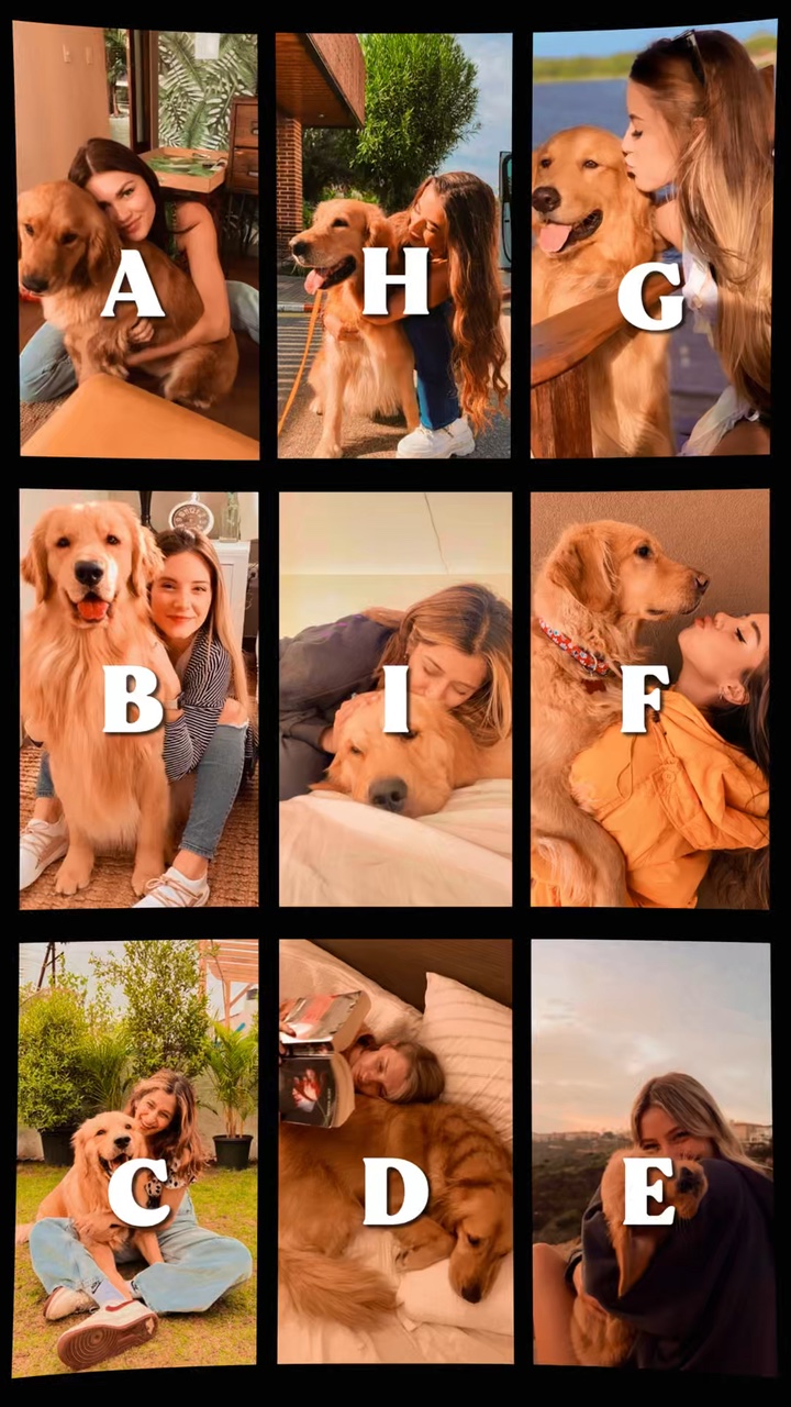 My Dog 