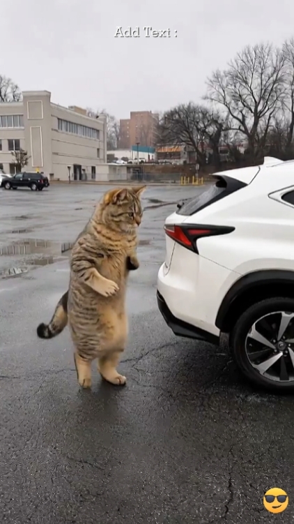 Gato divertido: 