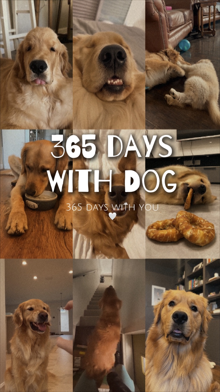 365 días con perro 