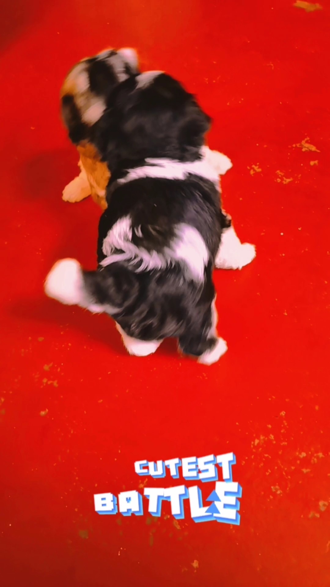 cute puppies 