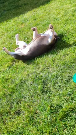 lazy creature - dog