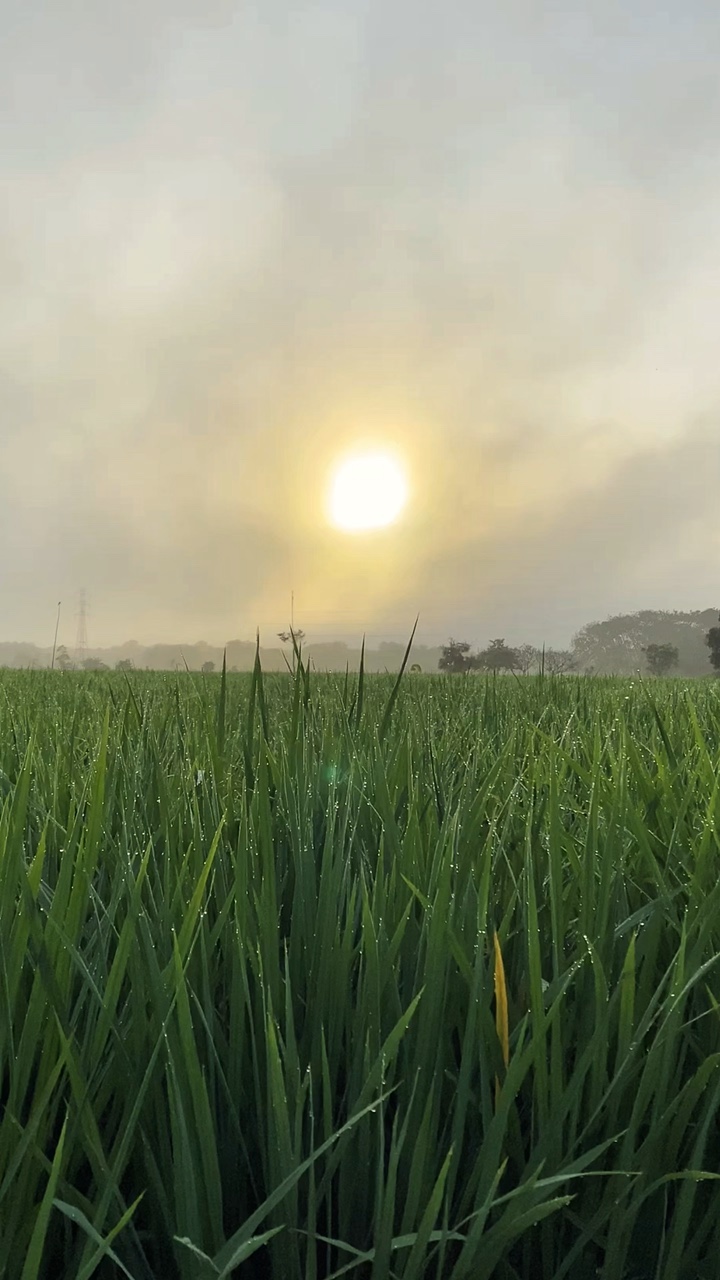 Sawah aesthetic