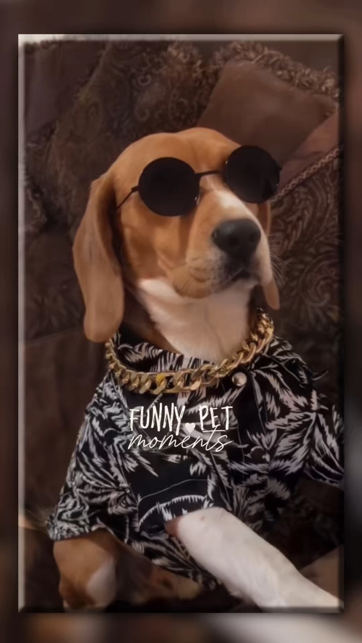 Momentos divertidos con mascotas