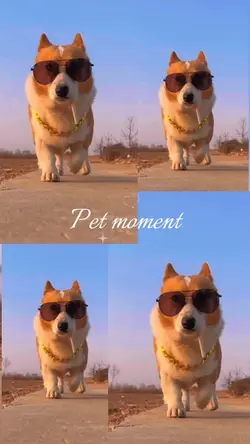 Pet Moment
