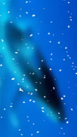 dolphin edit