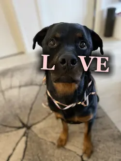 Puppy love !!
