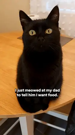 Meowed at my dad