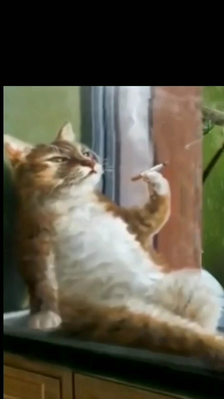 재미있는 고양이