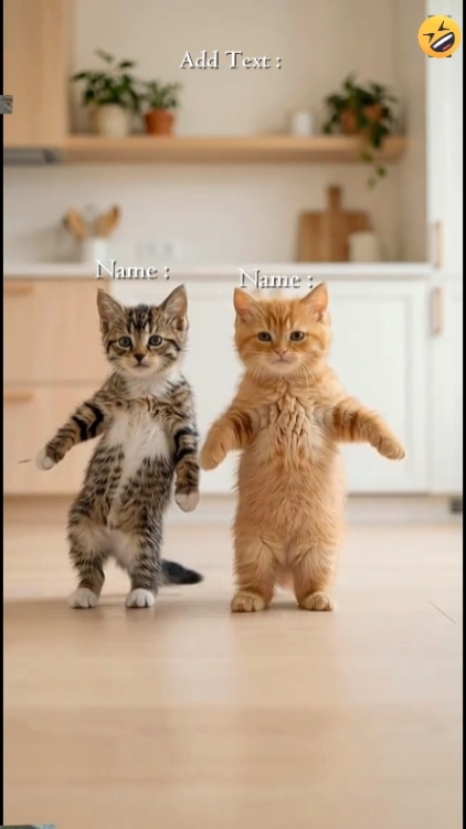 Gato fofo, 

