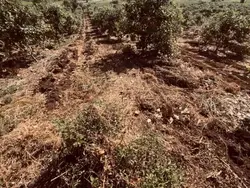ទេសភាព