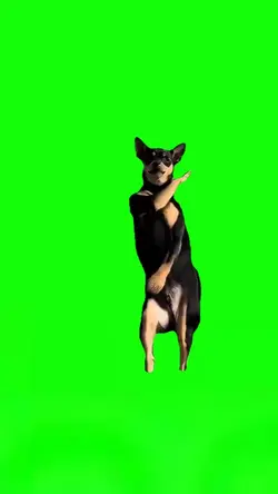 Dancing Chihuahua