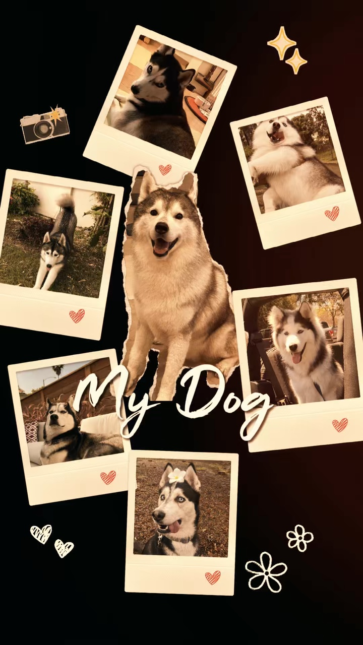My Dog 