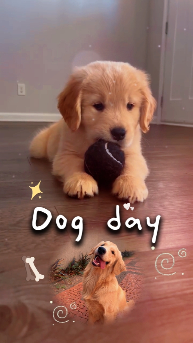 Dogday [nós]