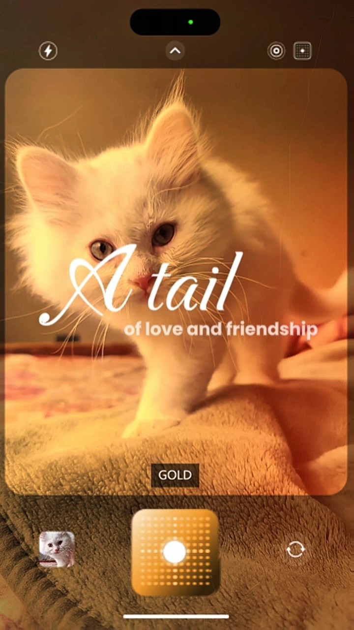 my love pet