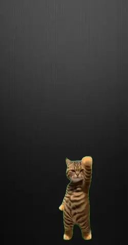 Cat dance