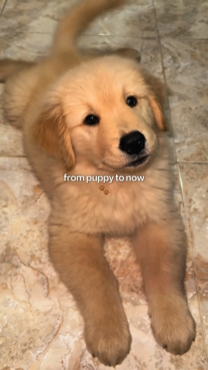 Desde cachorro hasta ahora