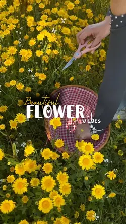 Beautiful flower 
