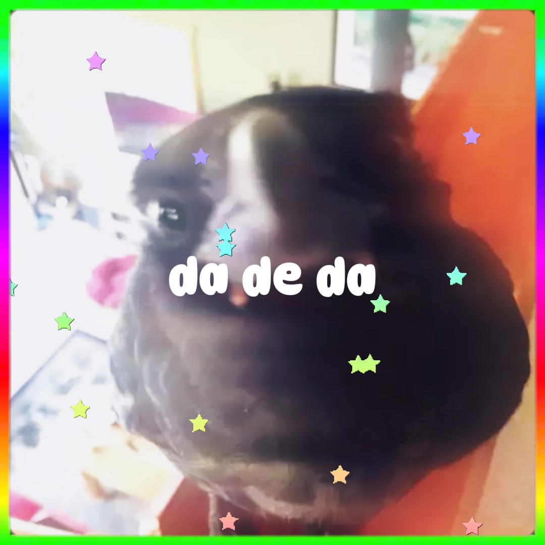 Dos de mis animales favoritos