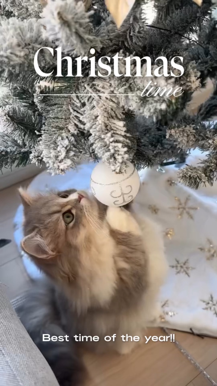 Tiempo de Navidad🌲