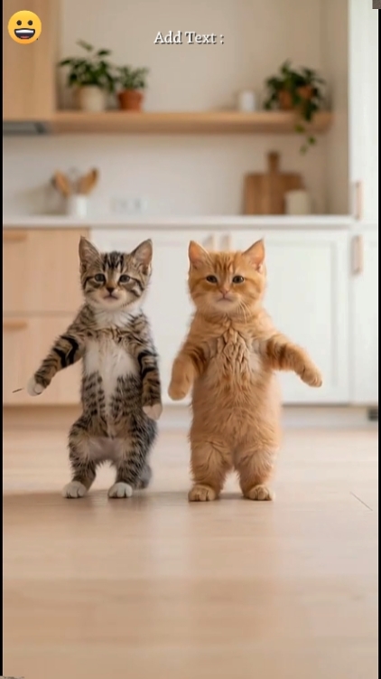 Gato De Baile Divertido