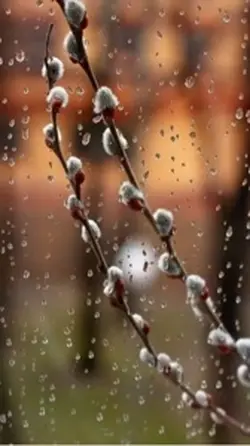 Spring rain