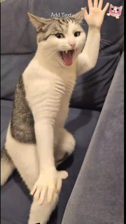 sevimli kedi