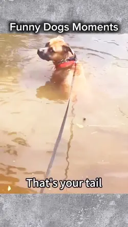Funniest Dogs